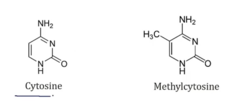 <p>- Methylation of cytosine in DNA</p>