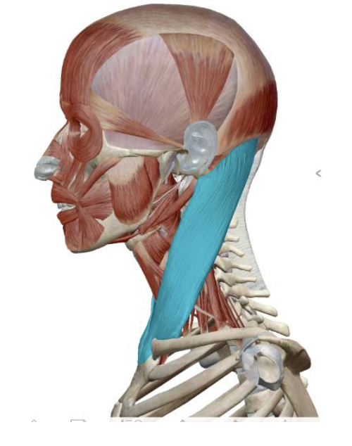 <p>which muscle, origin, insertion, innervation, and action is this</p>
