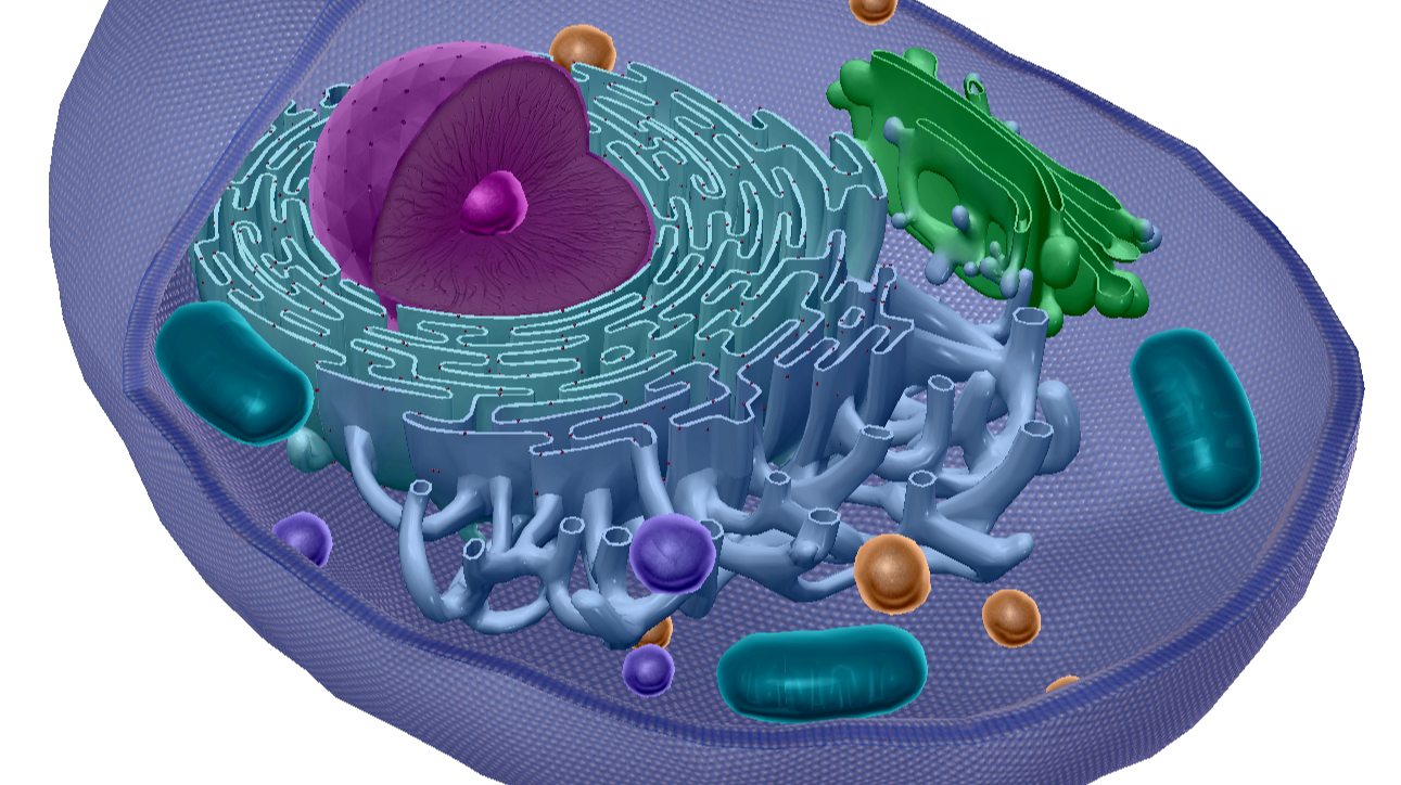 <p><span style="font-family: Aptos, sans-serif; line-height: 115%;">Use oxygen taken in by the cell to produce ATP, the molecule that cells use as fuel for energy</span></p>