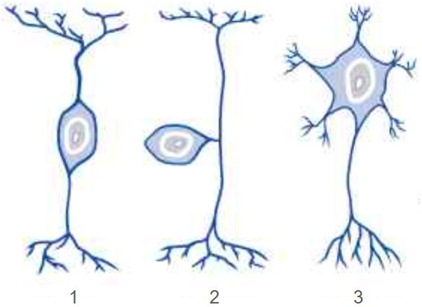 <p>Label the types of neurons and describe the functions of each. </p>