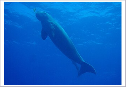 <p>What is the subclass of the animal shown?</p>