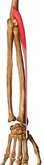 <p>Identify the structure</p>