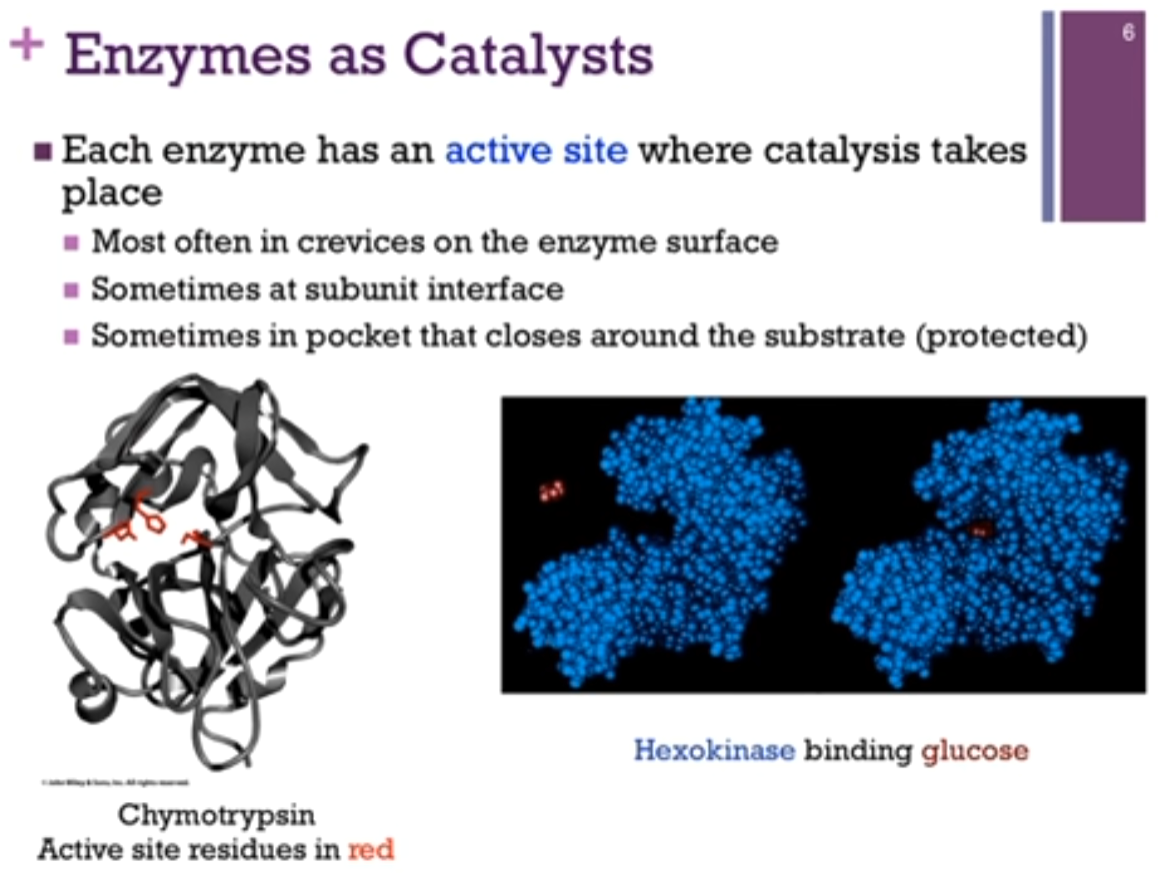 <p>Each enzyme has an active site where catalysis (Chat: chemical reaction) takes place. MOST often in crevices on the enzyme surface, sometimes at subunit interface! (if talking about a multi-subunit complex), sometimes in pocket that closes around the substrate (protected).</p><p>Enzyme Chymotrypsin; active residues in red. IT IS in a CREVICE or buried portion (see schematic!) of the protein.</p><p>Enzyme <strong>Hexokinase</strong>. Sometimes there is a pocket in which the substrate (substrate = the specific reactant that an enzyme binds to and transforms during a reaction) binds and then the enzyme and then the enzyme closes around the substrate (see schematic!). The space-filling model in blue is hexokinase; the red is its substrate, glucose. There is a binding pocket for glucose but then, there’s a conformational change in the enzyme after it binds substrate. This gives it a protected environment. We OFTEN find with enzymes that catalysis occurs IN a protected environment (so that nothing interferes with the proper completion of the reaction cycle).</p>