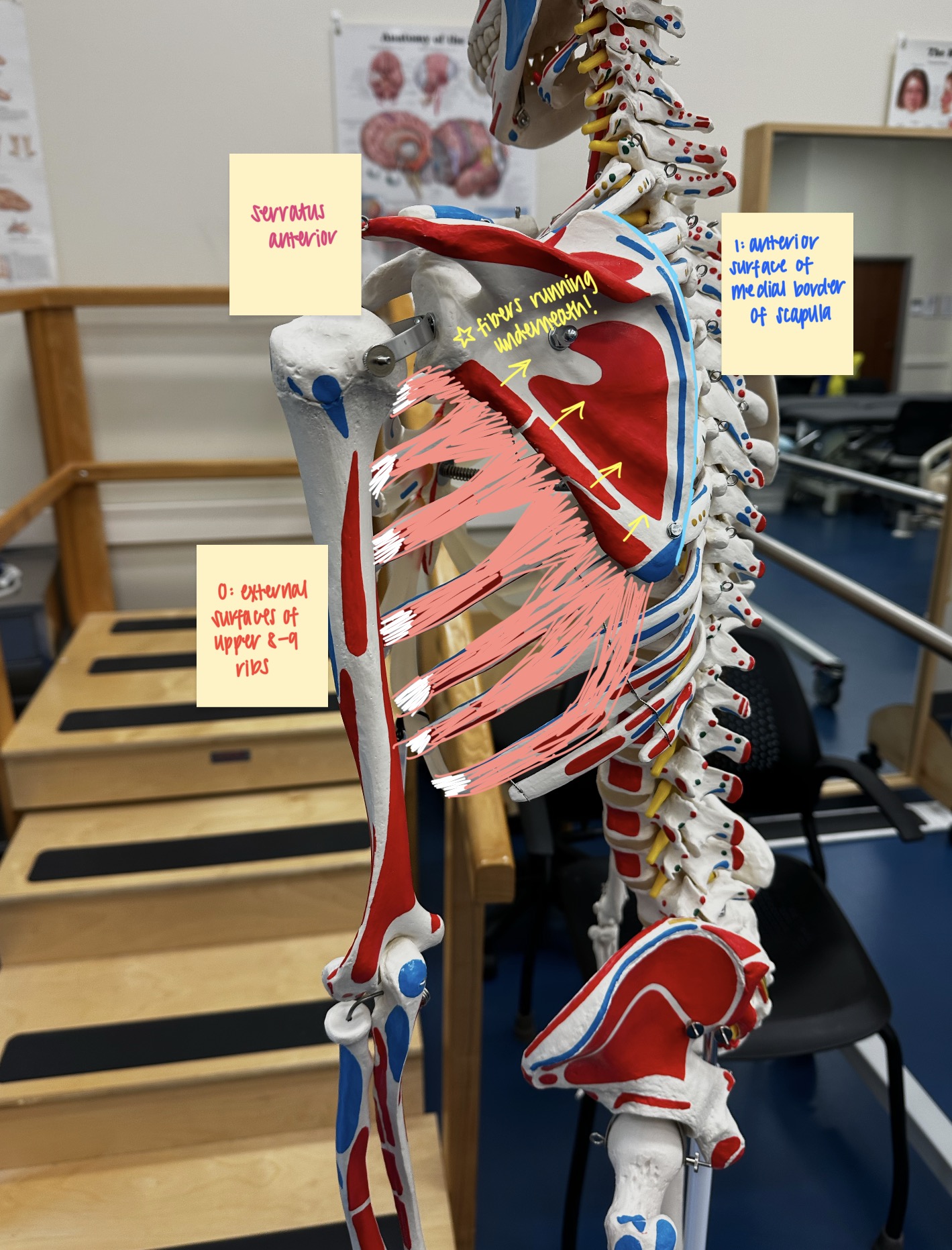<ul><li><p>O: external surfaces of upper 8 or 9 ribs (ribs 1-8/9)</p></li><li><p>I: anterior surface of medial border of scapula</p></li><li><p>A: scapular protraction</p></li><li><p>N: long thoracic nerve</p></li></ul><p></p>