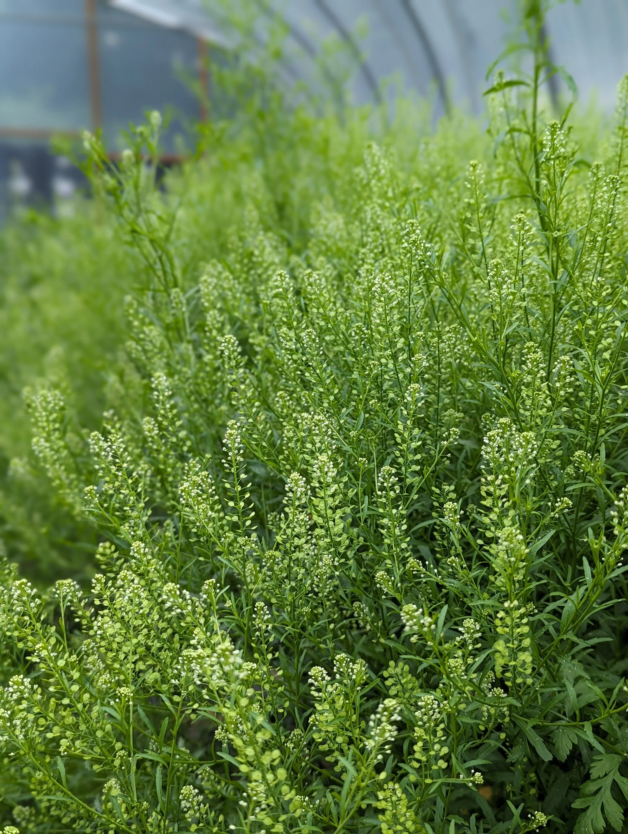 <p>Peppergrass</p>