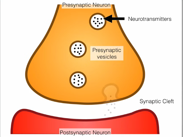 <p>filled with neurotransmitters</p>