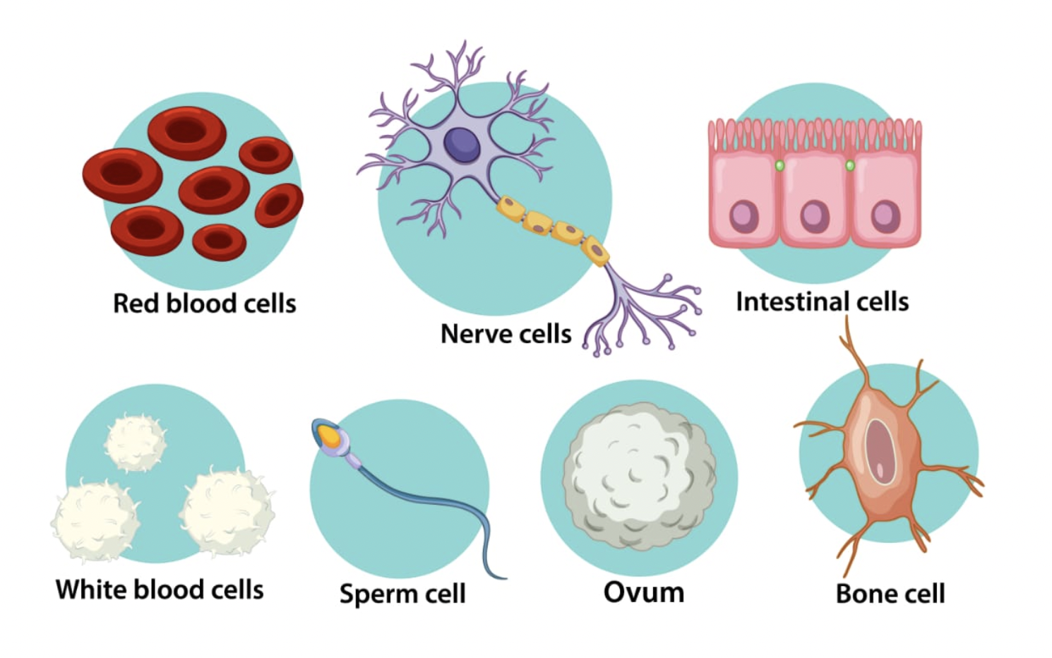 <p>Specialized cells do what?</p>