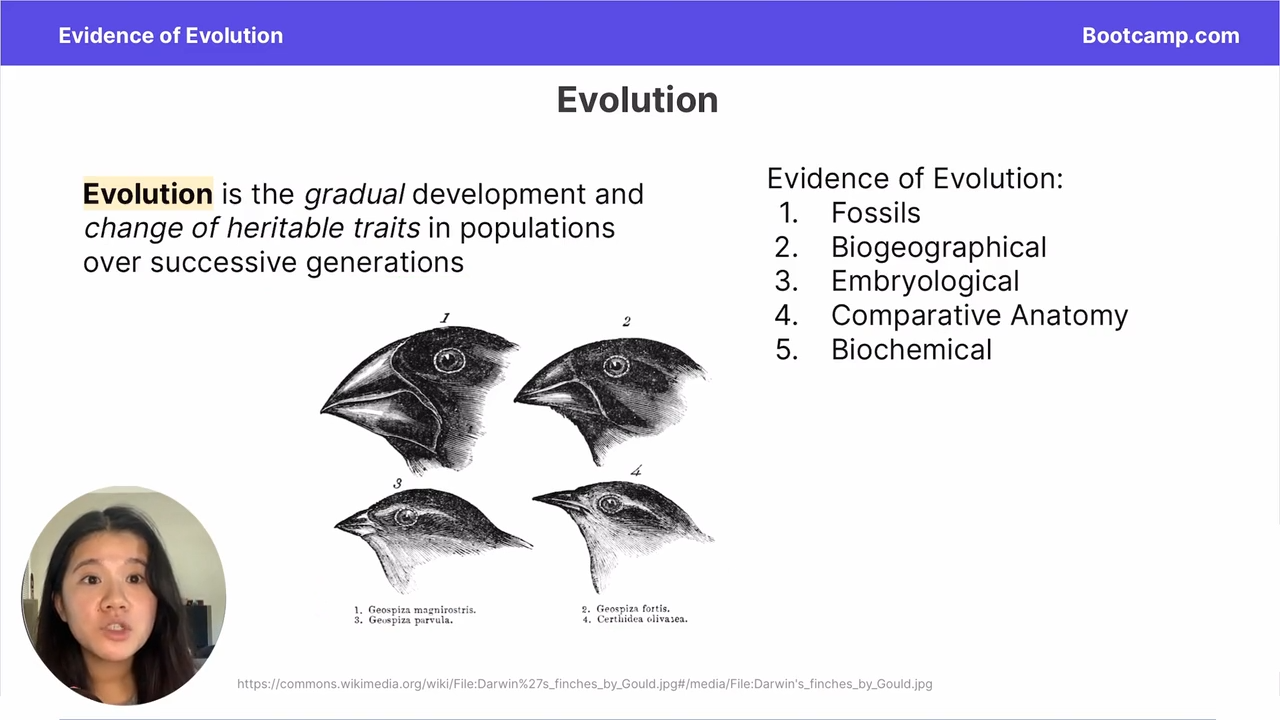 <ol><li><p>Fossil record</p></li><li><p>Comparative anatomy</p></li><li><p>Comparative embryology</p></li><li><p>Molecular (biochemical) evidence</p></li><li><p>Biogeography</p></li></ol><p></p>