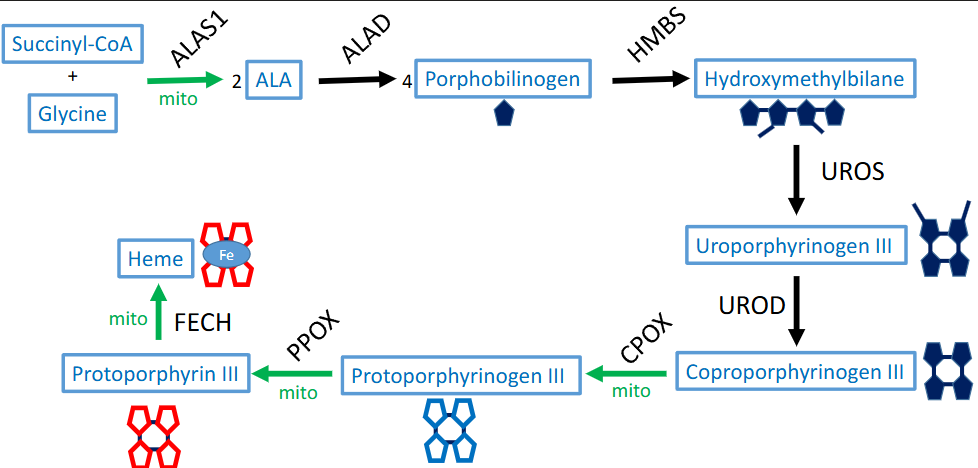 <p>glycine → ALA → porphobilinogen → hydroxymethylbilane → <strong>uro</strong>porphyrinogen III → <strong>co</strong>proporphyrinogen III →  <strong>proto</strong>porphyrinogen III → proto<strong>porphyrin </strong>→ heme</p>