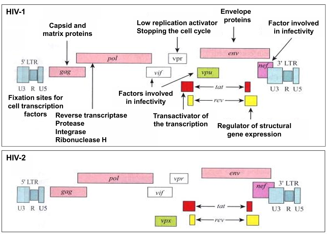 <p>Gag (structural), pol (enzymes like reverse transcriptase and protease), and env (envelope)</p>
