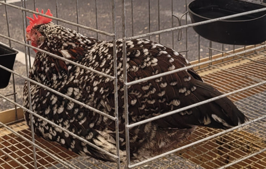 <p>What type of hen is this?</p>