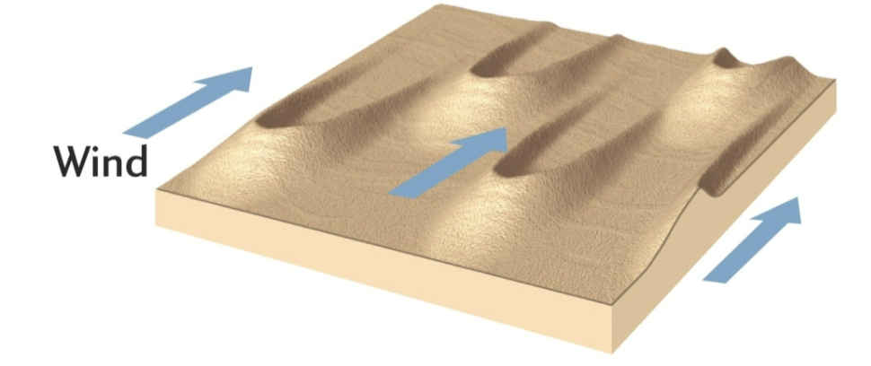 <ul><li><p>crescent shaped</p></li><li><p>tips point downwind</p></li><li><p>in areas that are flat &amp; dry</p></li><li><p>little vegetation</p></li><li><p>limited supply of sand</p></li><li><p>constant wind direction</p></li></ul><p></p>