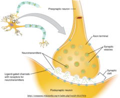 <p>presynaptic</p>