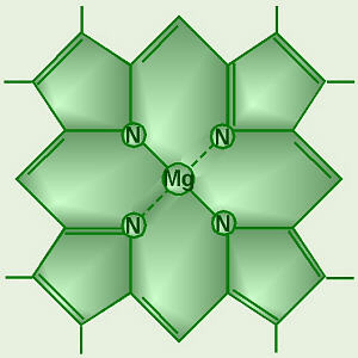 <p>A green pigment found in plants that absorbs light energy for photosynthesis.</p>