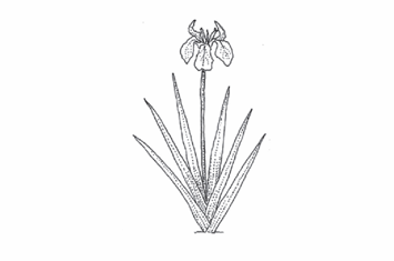 <p>A leaf arrangement where leaves are folded and overlap each other in two ranks at the base.</p>