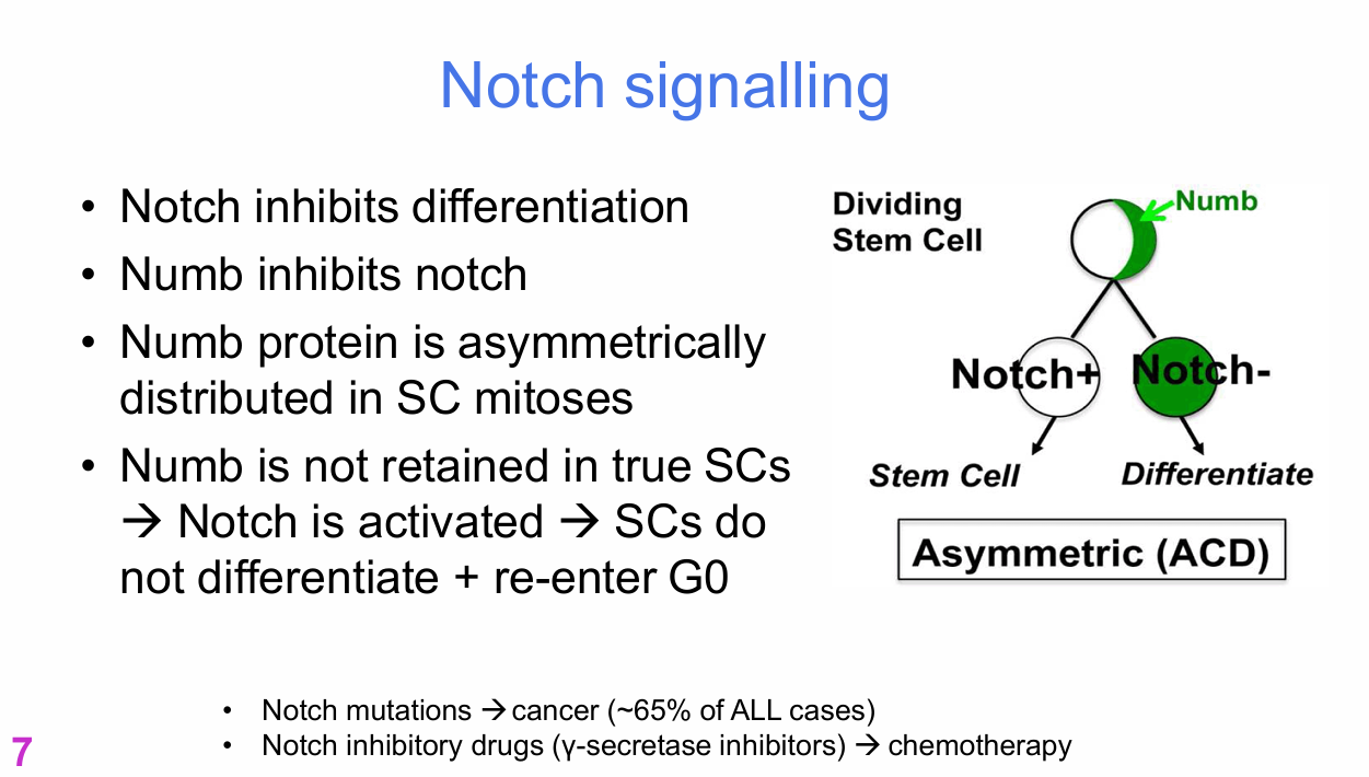 <p>1. A dividing stem cell distributes Numb unequally.</p><p>2. One daughter has low/no Numb and therefore retains active Notch.</p><p>3. Active Notch inhibits differentiation.</p><p>4. That daughter retains stem-cell identity and returns to G0.</p><p>5. The Numb-rich daughter has Notch inhibited and differentiates.</p>