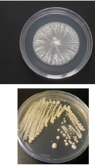 <p>Why will bacteria rarely grow on Sab Dextrose Agar?</p>