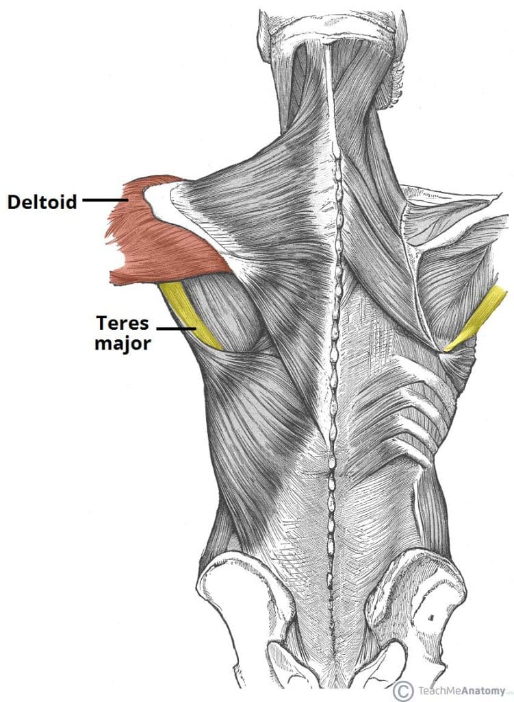 <p>Deltoid* (Muscles crossing the shoulder - arm movement 3 of 9):</p><p>What is IA<span style="color: rgb(239, 11, 11);">A</span>?</p>
