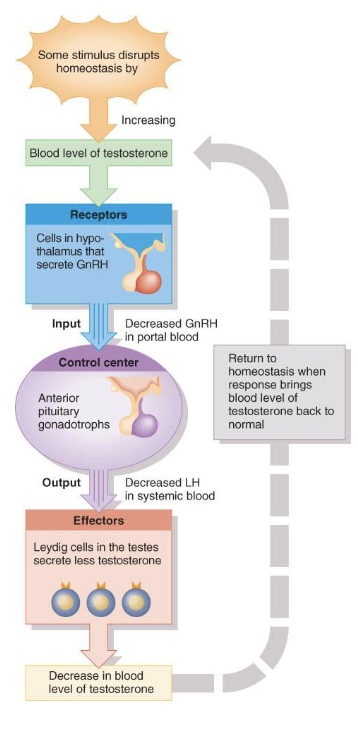 <p>Hormonal Control of testes: LH </p>