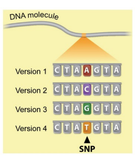 <p>3.2 billion base pairs</p><p>_</p><p>true</p><p>true</p>