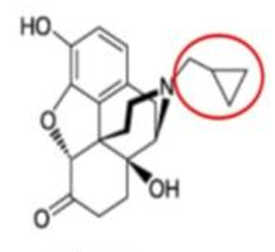 <p>[OPIOIDS]</p><p>a. Naloxone</p><p>b. Naltrexone</p><p>c. Methylnaltrexone</p><p>d. Oxycodone</p><p>e. Oxymorphone</p>