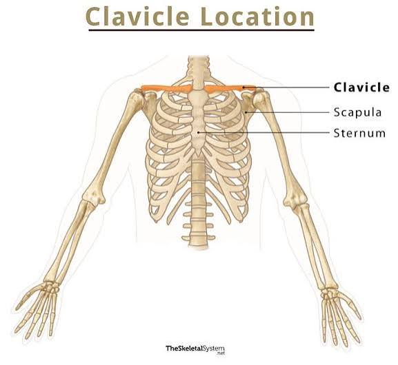 <p>Collarbone.</p>