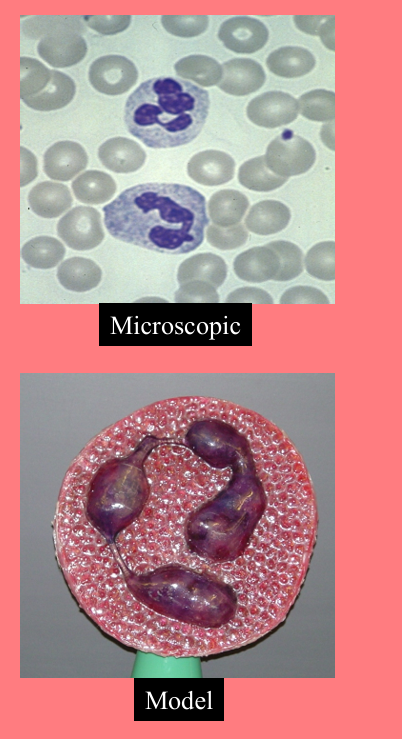 <p>granular (Neutral-staining cytoplasmic granules)</p><p class="MsoNormal"><strong>50-70%</strong> of the WBCs</p><p class="MsoNormal"><strong><u>phagocytize bacteria</u></strong></p><p class="MsoNormal">High in bacterial infection </p><p class="MsoNormal">• Low indicates Radiation Exposure, Drug Toxicity, B12 Deficiency, Systemic Lupus Erythematosus</p><p class="MsoNormal">Nuclei 2 to 5 lobes </p><p class="MsoNormal">• Older cells more lobes</p><p class="MsoNormal"> • Young cells – Horseshoe shaped nucleus (band) </p><p class="MsoNormal">• Fine, pale lilac granules </p><p class="MsoNormal">• 10-12 microns </p><p class="MsoNormal">Present</p><p class="MsoNormal">– Infections-first on site</p><p class="MsoNormal">– Burns</p><p class="MsoNormal">– Stress</p>