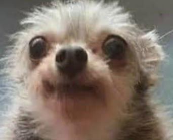 <p>Which breeds are more prone to <strong><u>extrahepatic</u></strong> congenital portosystemic shunts?</p>