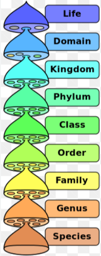 <p>naming and classifying species</p>