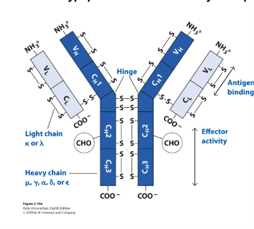 <p>How many polypeptide chains make up an antibody/BCR monomer, and how are they divided?</p>