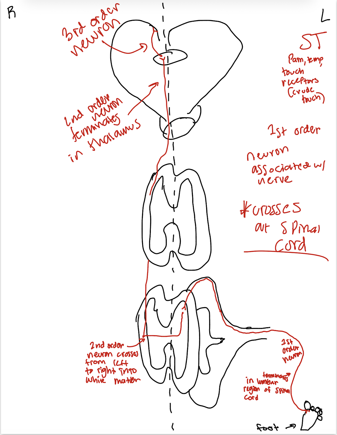 knowt flashcard image