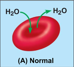<p>- [Solute] is equal inside/outside cell, no net water movement</p>