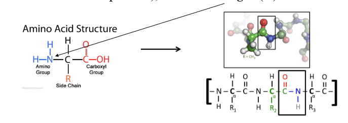 <p>Amino acids make proteins (Ex. Rubisco, and many other important</p><p>structural &amp; functional proteins), and need nitrogen (N)</p>