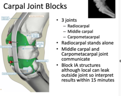 <p>Radiocarpal joint and Middle carpal joint </p><p> </p><p>(intercarpal joint communicates with middle carpal)</p>
