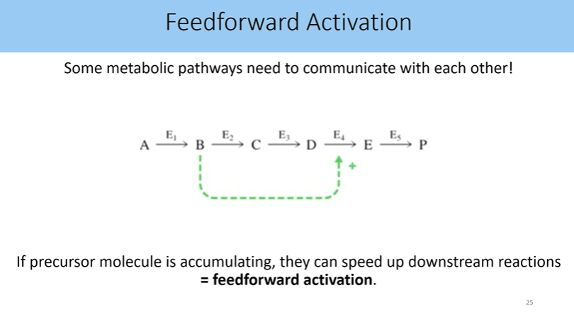 <p>if precuror molecule is accumulationg, they can speed up downstree reactions </p>