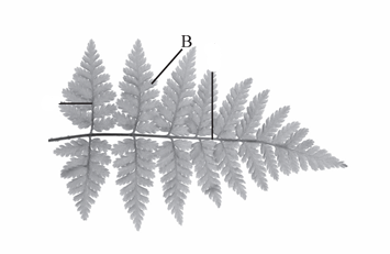 <p>The smallest division or secondary leaflet of a bipinnately compound leaf or fern.</p>