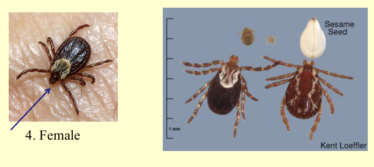 <p>What is this ticks genus?</p>