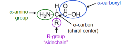 <p>Contains an α-amino group,  α-carboxyl group,  α-carbon (chiral center), R-group (sidechain)</p>