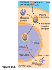 <p>- Intracellular receptors</p>