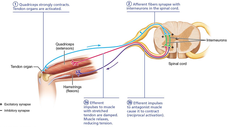 <p>muscle relaxes in response</p>