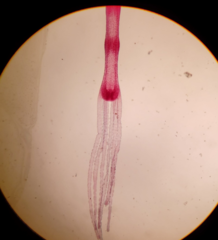 <p>The entire intact structure of this tiny freshwater polyp</p>