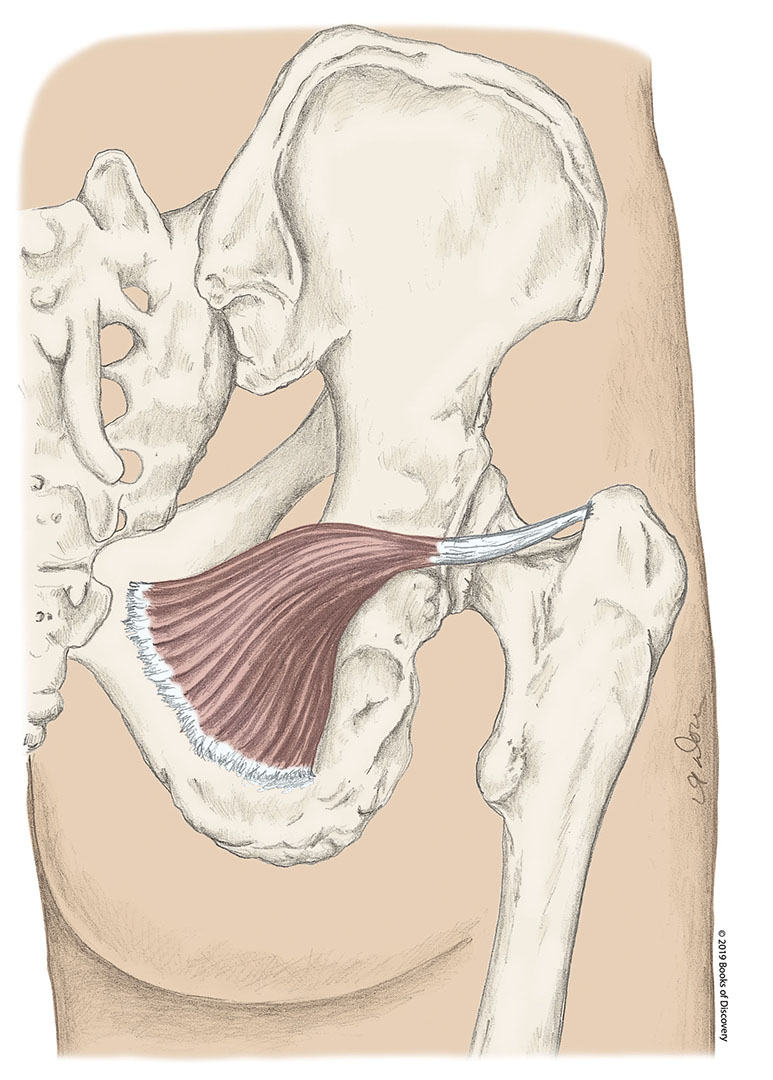<p>obturator internus action</p>