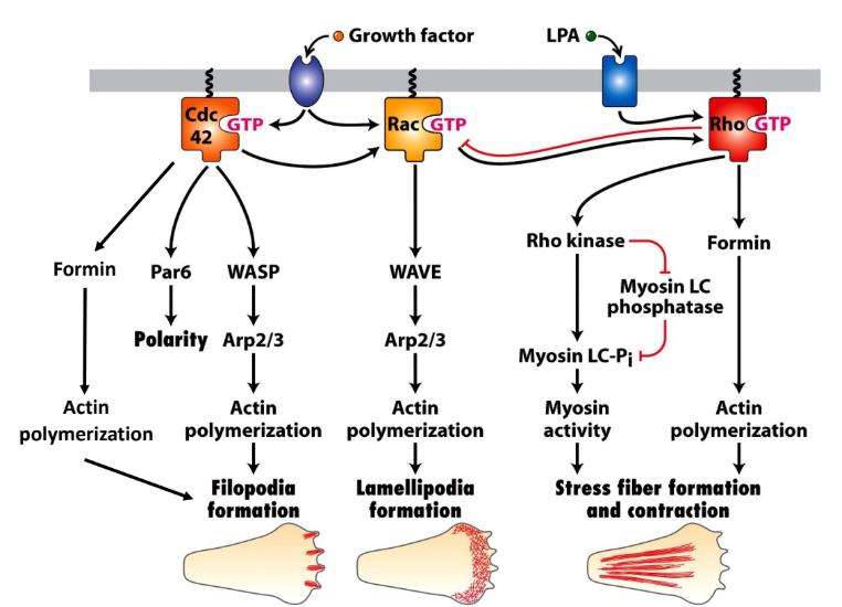 <p>Rho → Formin → Stress fiber (straight tightly bundled actin)</p><p>Rac → Arp2/3 + WASP → Lamellipodia (branched actin)</p><p>Cdc42 → Formin + Arp2/3 + WASP → Filopodia (finger-like protrusions, spikes)</p>