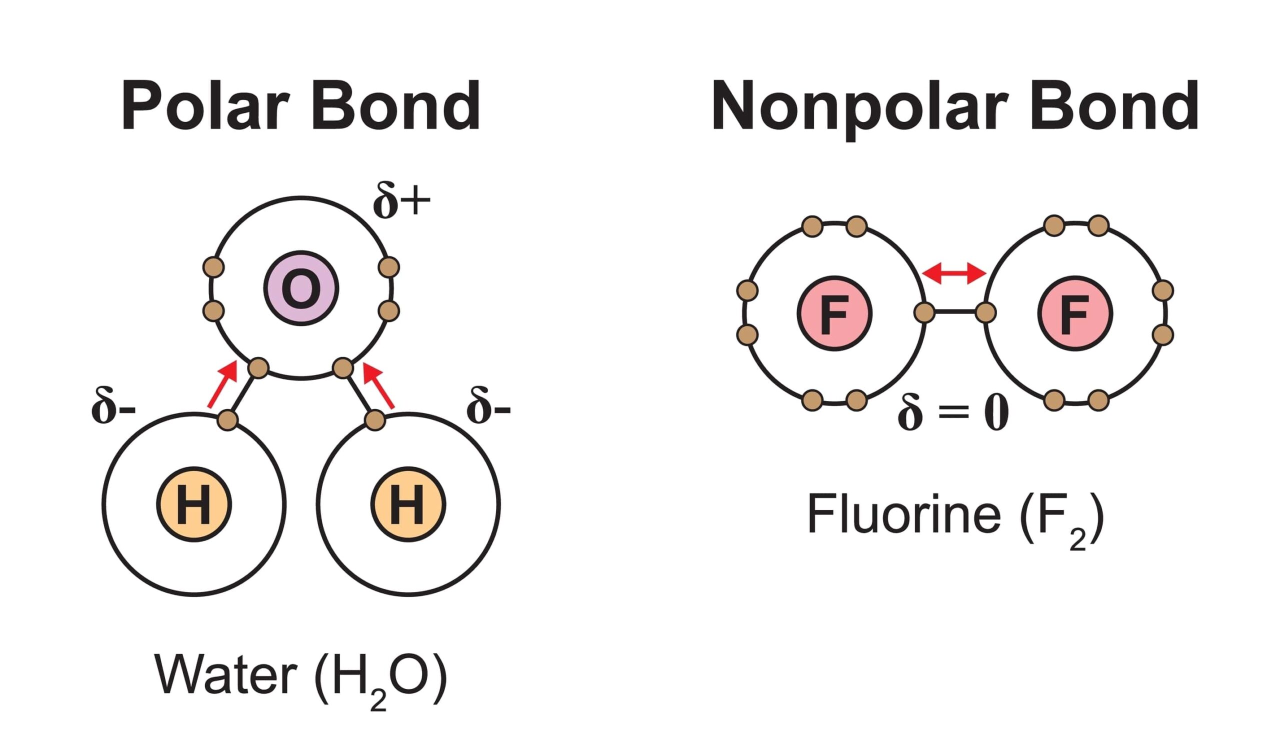 <ul><li><p><span style="background-color: transparent;"><strong>Covalent bonds</strong> form when two atoms share an electron</span></p><ul><li><p><span style="background-color: transparent;">They the <em>strongest </em>bond.</span></p><ul><li><p><span style="background-color: transparent;"><strong><em>Nonpolar covalent</em></strong><em> </em><strong><em>bonds</em></strong> – the electrons are shared equally.</span></p></li><li><p><span style="background-color: transparent;"><strong><em>Polar covalent bonds</em></strong> – the electrons are shared unequally (the electron spends more time closer to one atom than the other)</span></p><ul><li><p>Ex. a <u>water molecule</u> is held together by polar covalent bonds</p></li></ul></li><li><p><span style="background-color: transparent;">They don’t come apart in water.</span></p></li></ul></li></ul></li></ul><p></p>