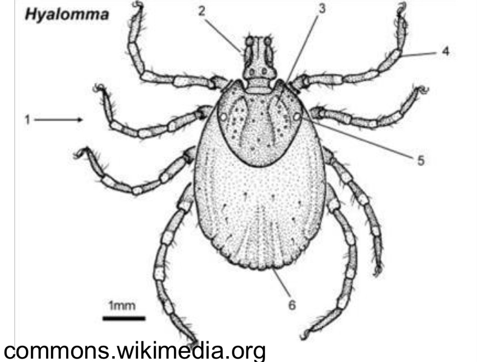 <p>What is the species name of this in family Ixodidae</p>