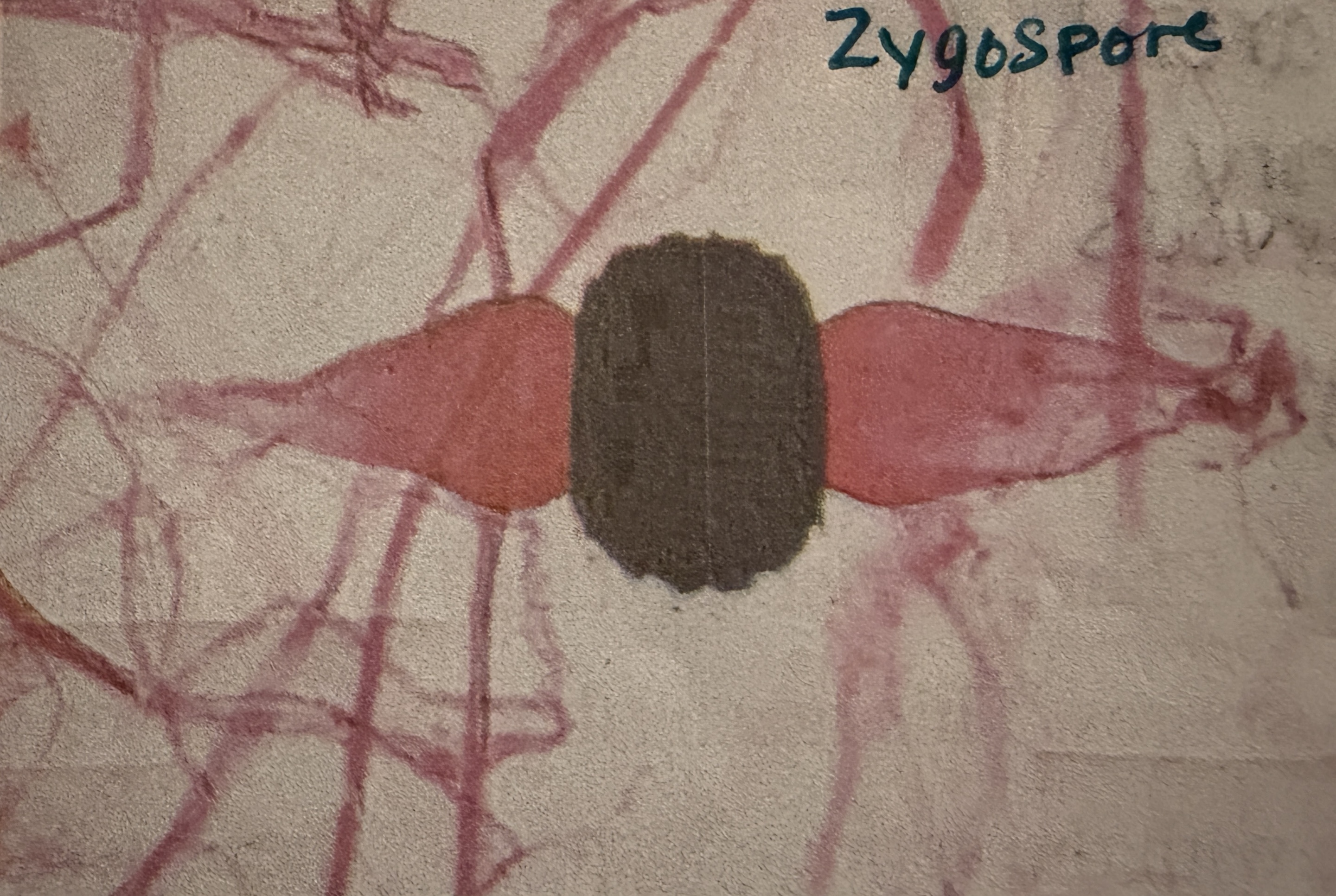 <p>Rhizopus Nigricans zygospore</p>