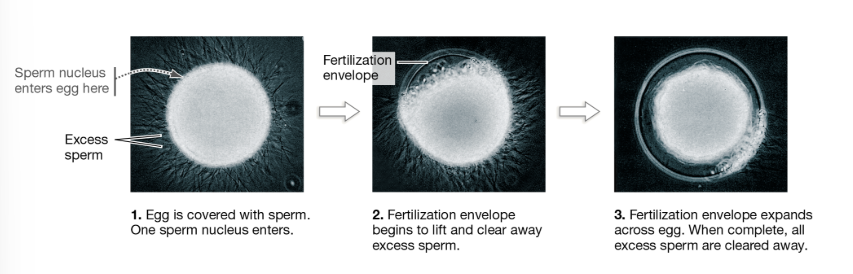 <p>How do cortical granules and the fertilization envelope prevent polyspermy?</p>