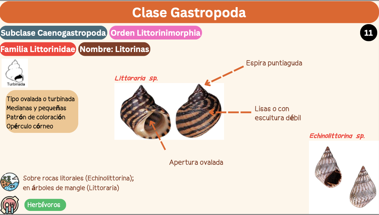 <p><strong>FILO </strong>Mollusca<strong><br>CLASE </strong>Gastropoda<br><strong>SUBCLASE </strong>Caenogastropoda<br><strong>ORDEN</strong> Littorinimorphia<br><strong>FAMILIA </strong>Littorinidae<br><strong>GÉNERO </strong><em><u>Littoraria sp</u></em><br><strong>NOMBRE COMÚN </strong>Litorinas<strong><br>CARACTERÍSTICAS </strong>Tipo ovalada/turbinada, medianas, pequeñas, patrón de coloración, opérculo córneo.<br><strong>RÁDULA </strong>Tenioglosa<strong><br>ALIMENTACIÓN </strong>Herbívoros<strong><br>HÁBITAT </strong>árboles de mangle (Littoraria)</p>