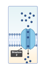 <p>Which statement(s) accurately describe Structure 2? Select all that apply.</p><p><br>a. This structure is a phospholipid.<br>b. This structure is a phospholipid bilayer.<br>c. This structure is a protein. &nbsp;<br>d. This structure is a channel protein. &nbsp;<br>e. This structure is a carrier protein.</p>