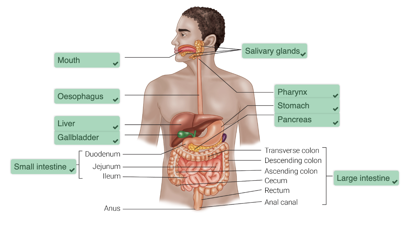 <ul><li><p>mouth</p></li><li><p>salivary glands</p></li><li><p>pharynx</p></li><li><p>oesophagus</p></li><li><p>stomach</p></li><li><p>pancreas</p></li><li><p>liver</p></li><li><p>gallbladder</p></li><li><p>small intestine</p><ul><li><p>duodenum</p></li><li><p>jejunum</p></li><li><p>ileum</p></li></ul></li><li><p>large intestine</p><ul><li><p>cecum</p></li><li><p>appendix</p></li><li><p>colon</p></li><li><p>rectum</p></li><li><p>anal canal</p></li></ul></li><li><p>anus</p></li></ul><p></p>